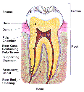 Pearl River Root Canal Surgery